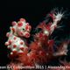 Illustration for article titled These Photos Show the Alien Beauty of Life Underwater
